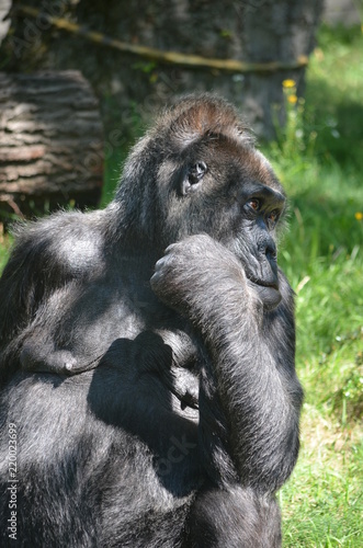 Africa reverie thinking big black monkey gorilla © Сергей Кошевой