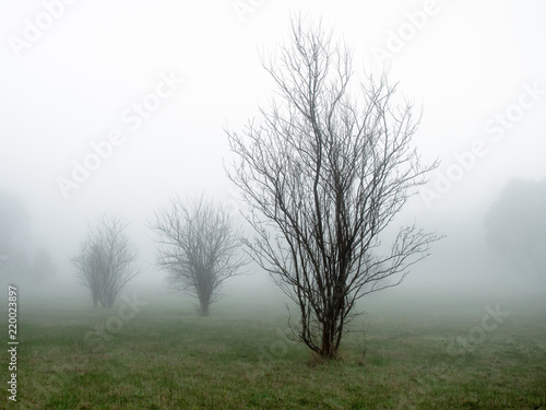 Fruit trees in fog