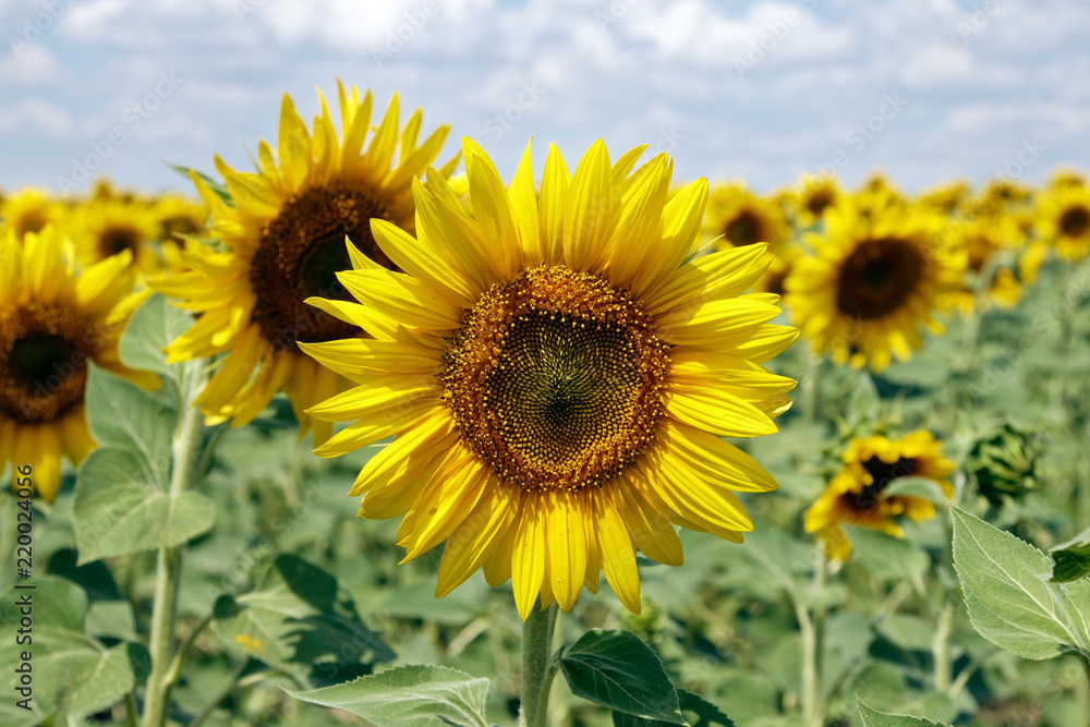 Field of blooming sunflowers on a background cloudy blue sky at bright sunny summer day