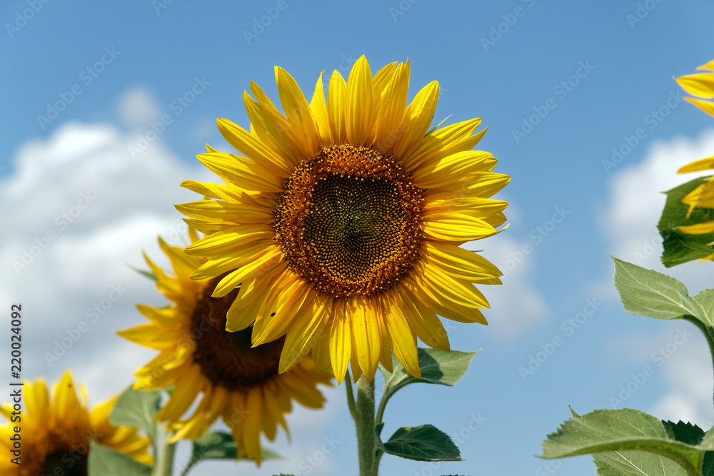 Blooming sunflowers on a background cloudy blue sky at bright sunny summer day Blooming sunflowers on a background cloudy blue sky at bright sunny summer day