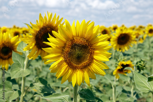 Field of blooming sunflowers on a background cloudy blue sky at bright sunny summer day