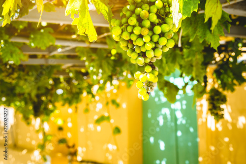 Bunch of ripe green grapes are growing on the grapevine terrace overhead traditional Greek house. Ideal sweet fruit for tasty fresh or made home wine of Mediterranean grapes