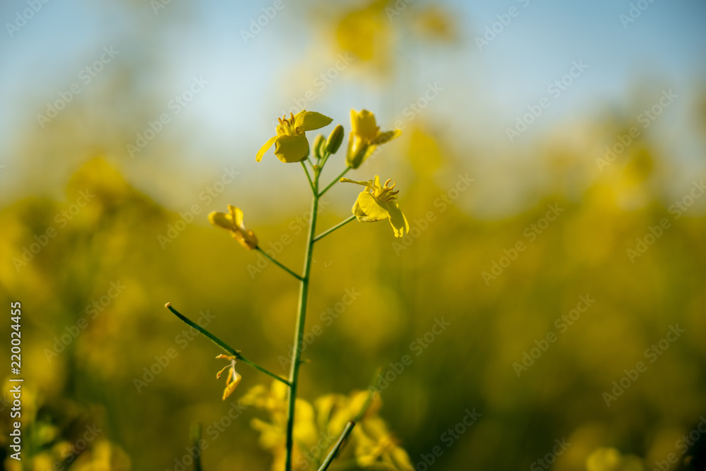 Obraz premium Yellow flower