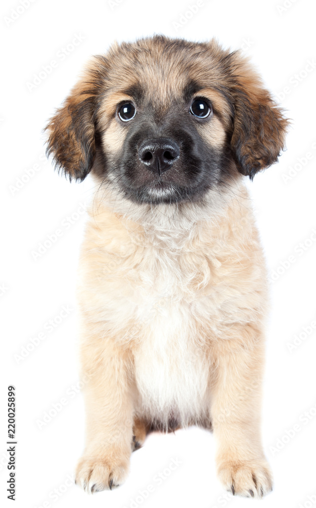 puppy of a golden retriever (shepherd)