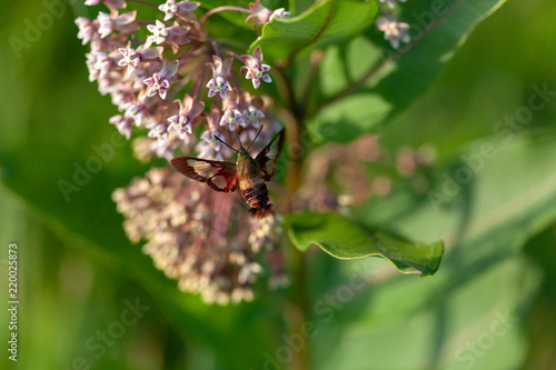 Wallpaper Mural Hummingbird Moth Torontodigital.ca