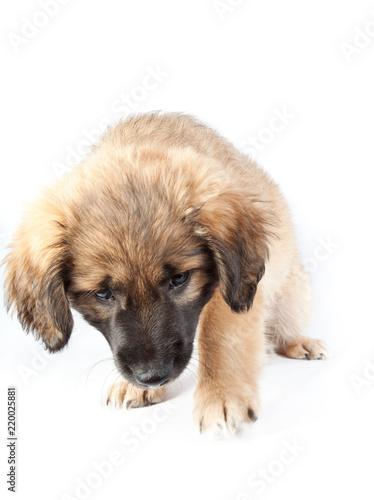 Fototapeta Naklejka Na Ścianę i Meble -  puppy of a golden retriever (shepherd)
