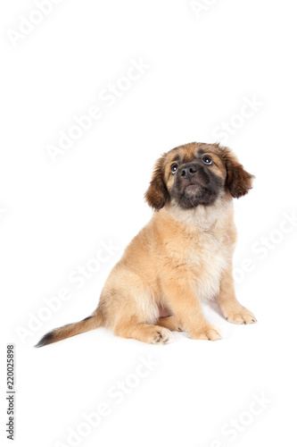 puppy of a golden retriever  shepherd 