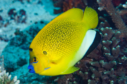 Three-spot angelfish Apolemichthys trimaculatus