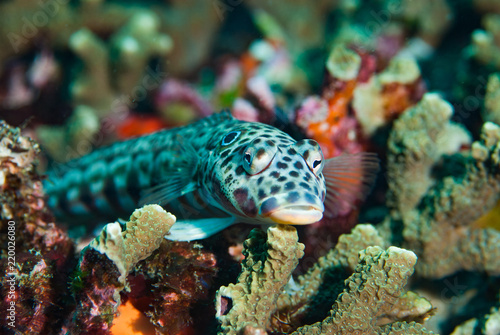 Latticed sandperch Parapercis clathrata photo