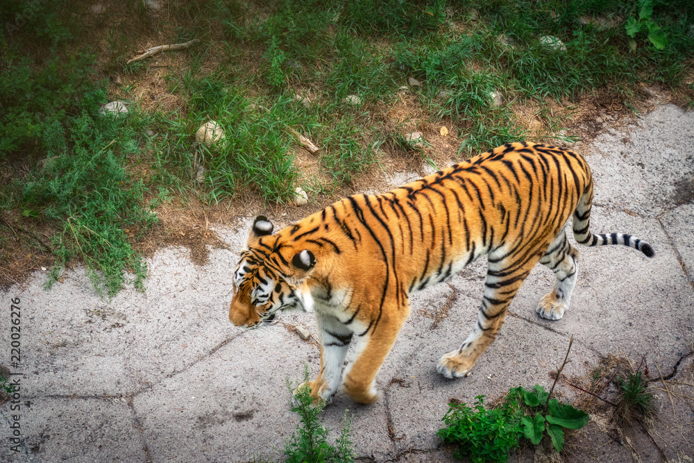 Fototapeta premium Tiger