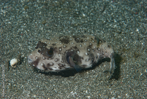 Stars and stripes pufferfish Arothron hispidus