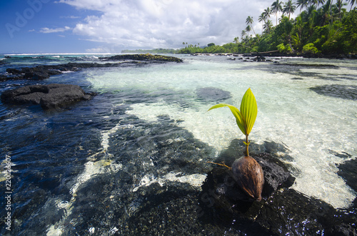 Coconut palm on a beach photo