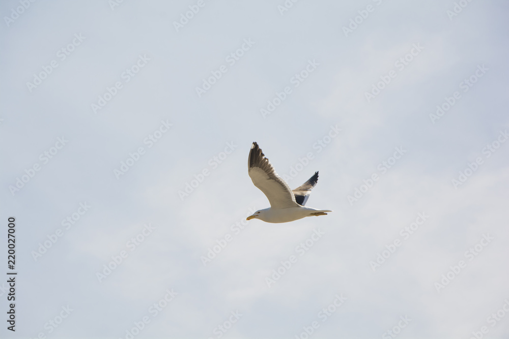 Gaviota ave volando Gaviota ave volando