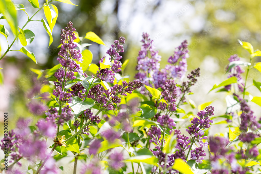 Fototapeta premium lilac flower in nature