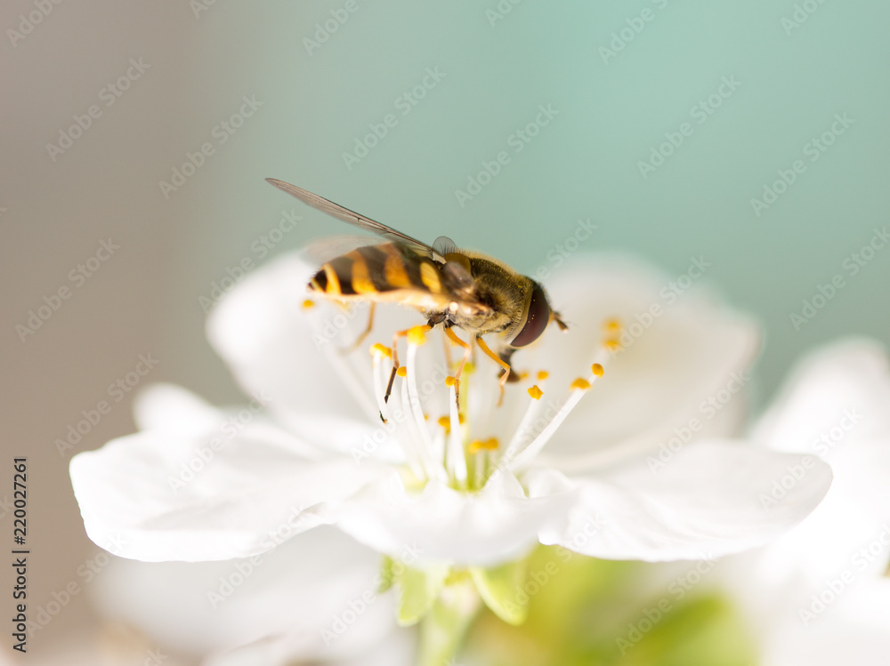 Bee on a flower of a white cherry Bee on a flower of a white cherry