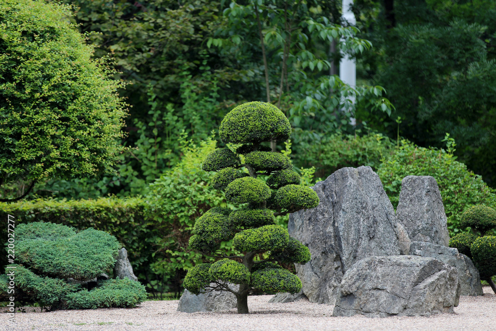 Japanese tree in the Japanese garden in Wroclaw
