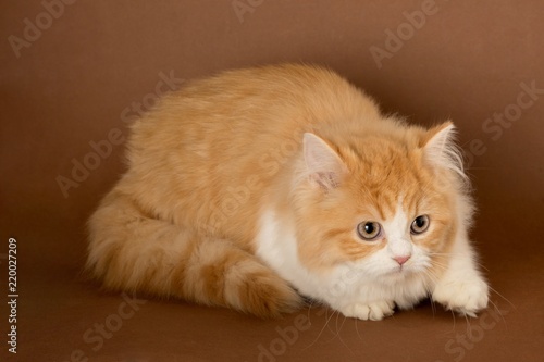 Ginger Cat on the Brown Background