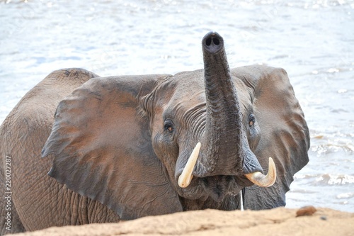Landscape Shots Family Elephants Africa