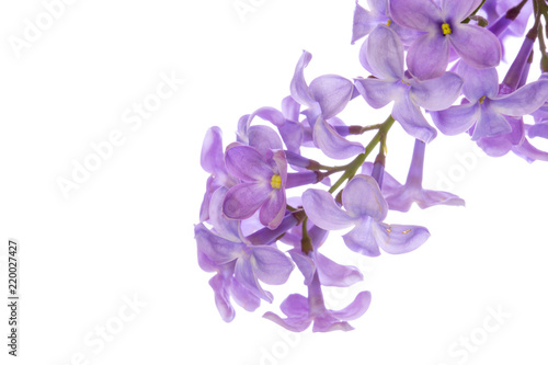 Fototapeta Naklejka Na Ścianę i Meble -  purple flower on the water. macro