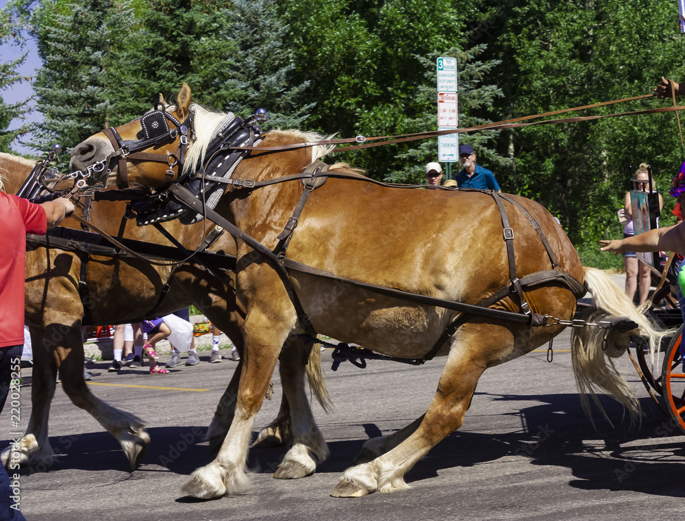 A stubborn horse