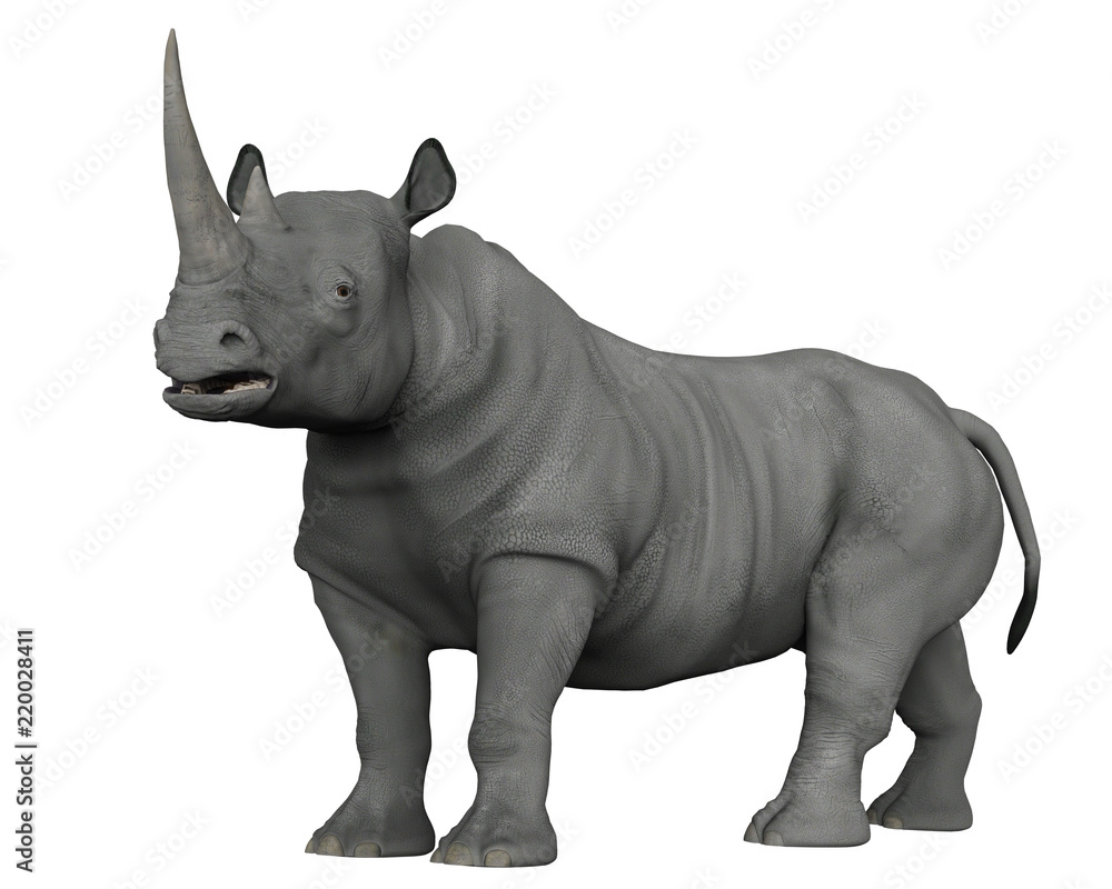 Obraz premium nosorożce odkrywają okolice