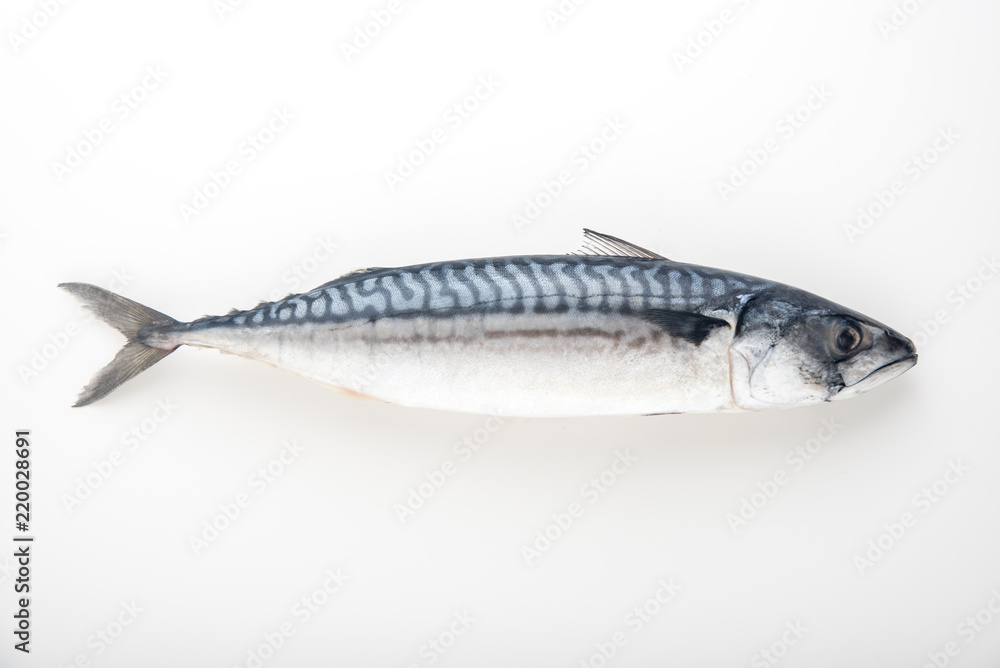 isolated raw mackerel isolated raw mackerel