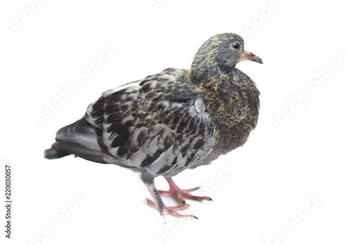 portrait of a dove on a white background