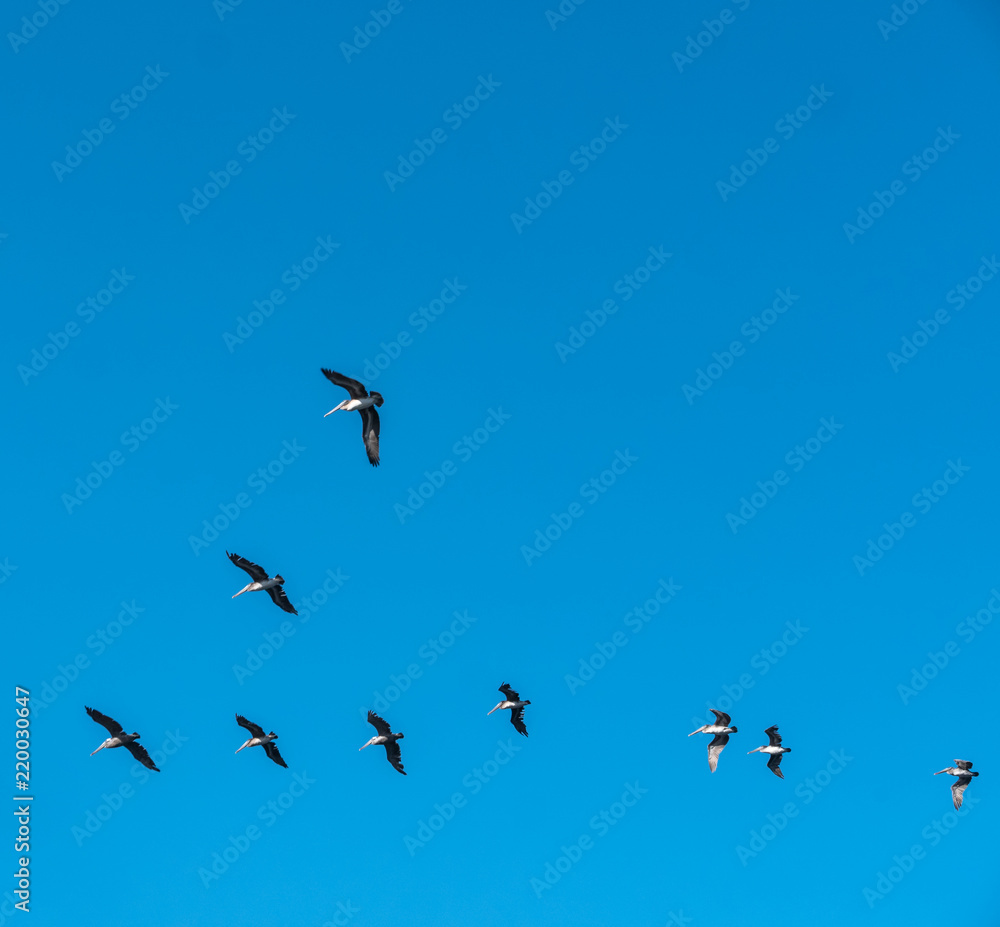 Fototapeta premium Formation of Pelicans Flying Together