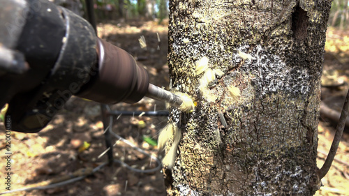 Obraz na płótnie Worker drilling agar wood tree in refined agar wood oil process