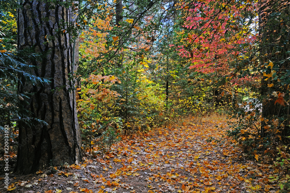 A leaf covered path leads through trees and fall foliage in Yosemite Valley National Park.