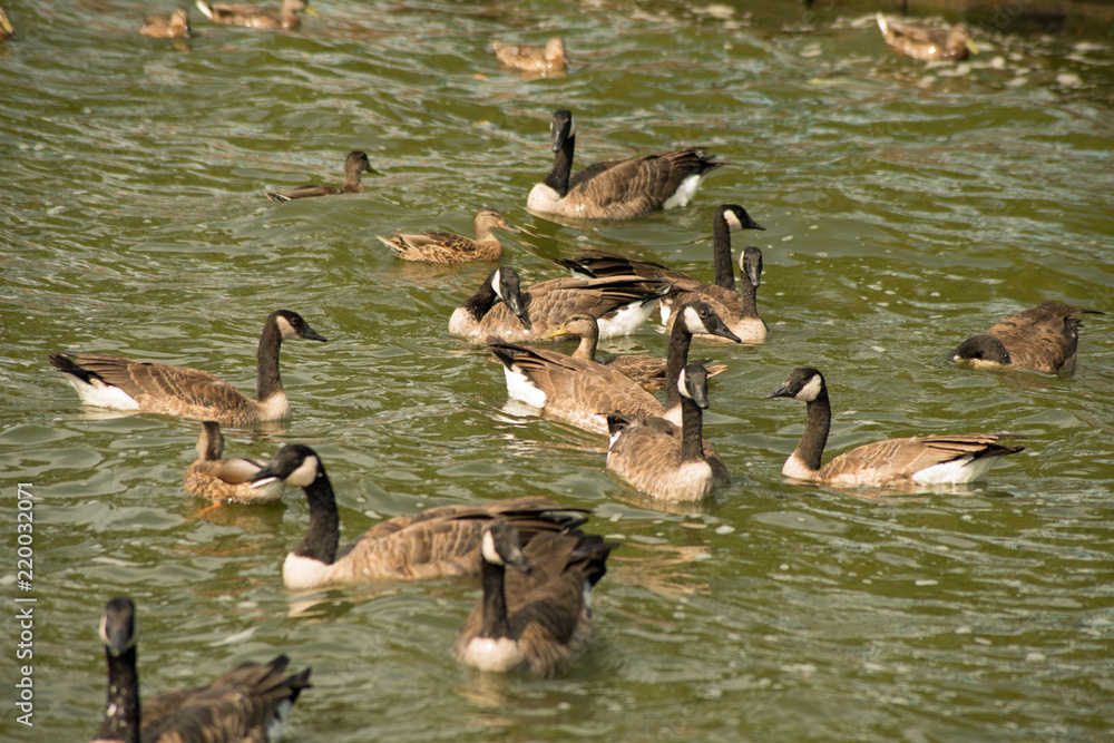 Fototapeta premium Canada geese at Pymatuning reservoir spillway