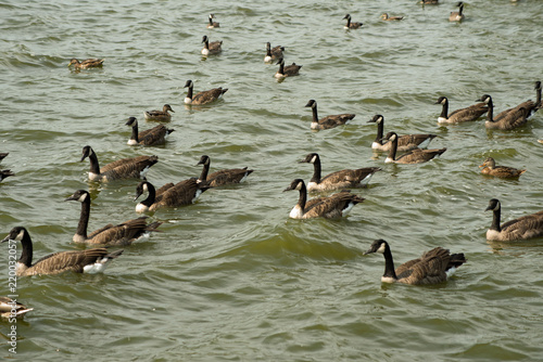 Gaggle of Canada geese on Pymatuning reservoir spillway © Moments by Patrick