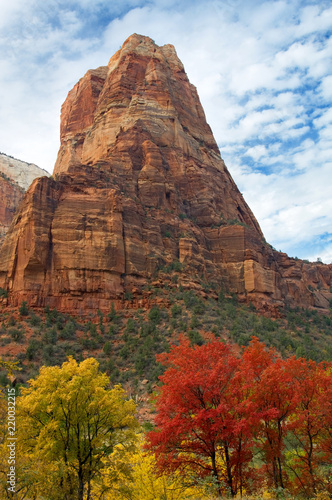 Angels Landing towers over the crimson Big Tooth Maples and brilliant gold Box Elder Maples in Zion National Park.