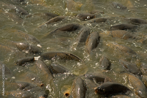 Large number of carps feeding at Pymatuning reservoir