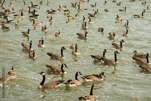 Gaggle of Canada geese swimming near the Pymatuning reservoir spillway