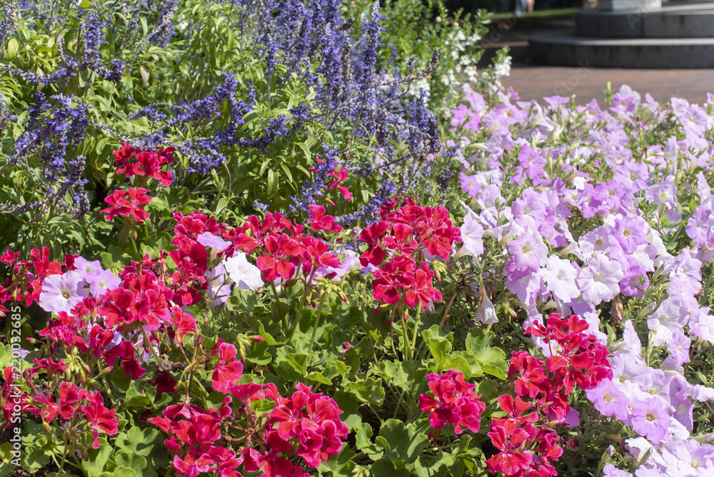 Summer flowers Summer flowers