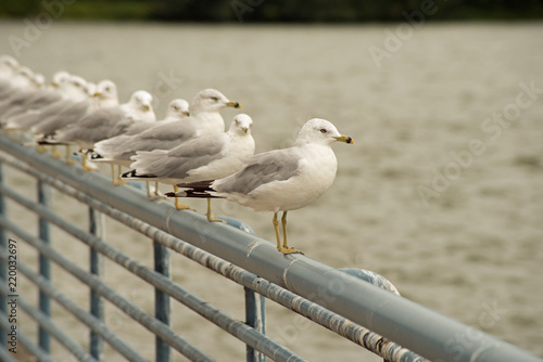 Seagulls lined up on steel railing at Pymatuning reservoir