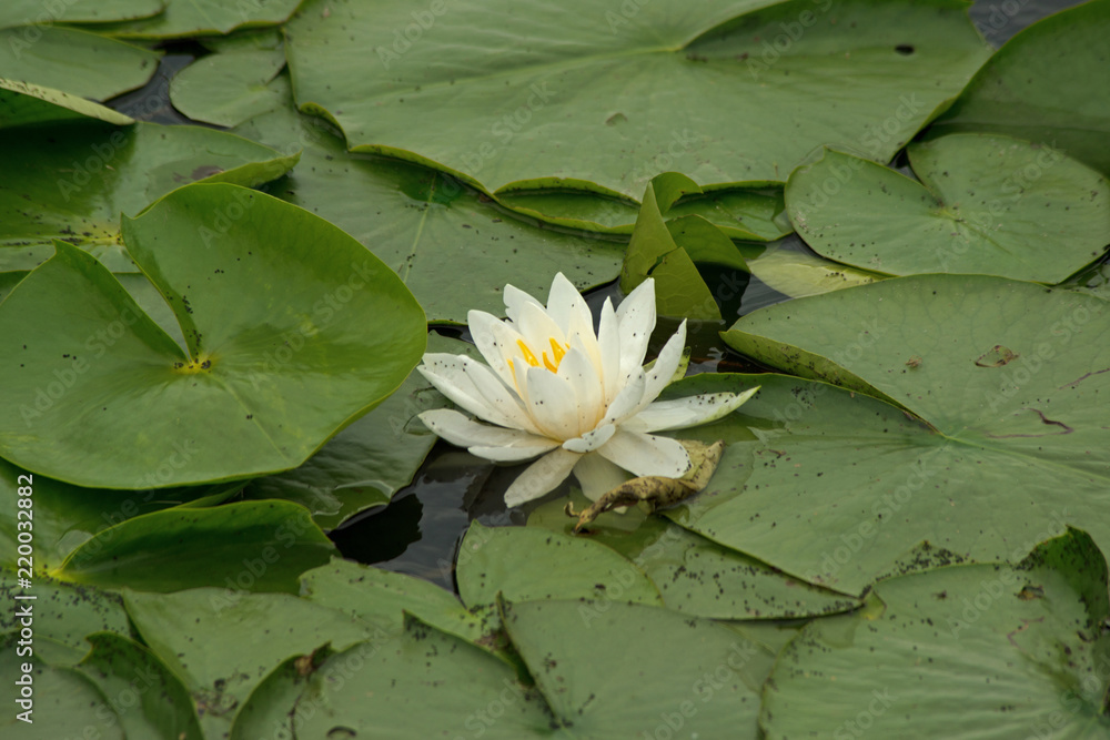 Isolated white water lily in bloom, sunny day Isolated white water lily in bloom, sunny day