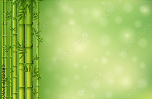 A green bamboo wallpaper