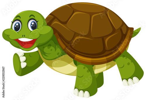 A turtle on white background