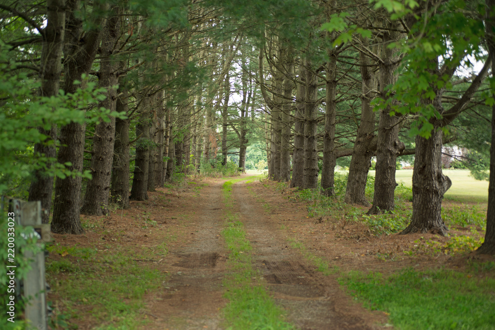 Fototapeta premium Country driveway framed by tall fir trees