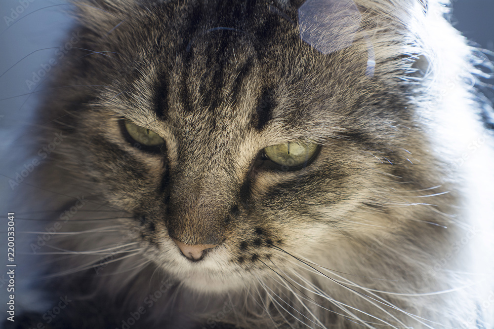 relaxed black and white maine coon cat relaxed black and white maine coon cat