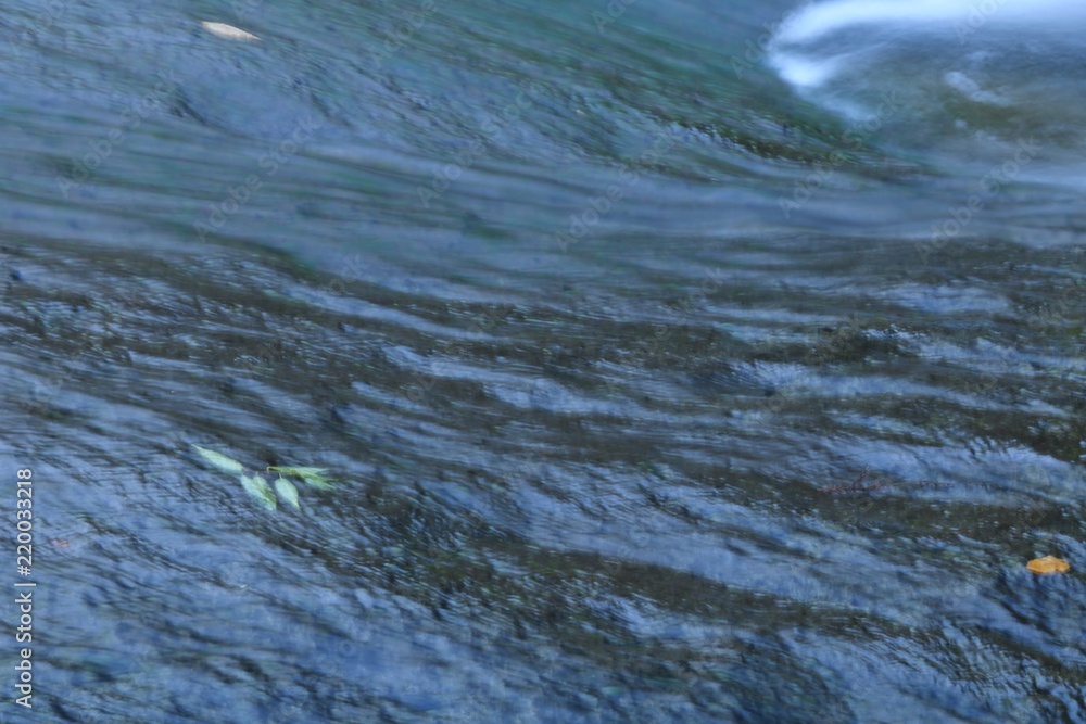 Fototapeta premium ゆうすい自然の森の風景