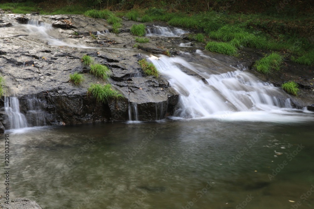Fototapeta premium ゆうすい自然の森の風景