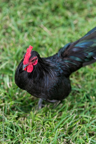 Free range bantam chickens