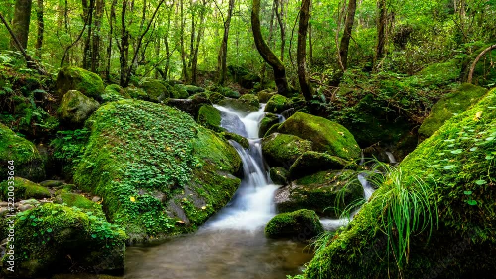 It expresses beautiful green mossy valley as Time lapse. Zoom in It expresses beautiful green mossy valley as Time lapse. Zoom in