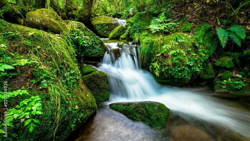 It expresses beautiful green mossy valley as Time lapse. It expresses beautiful green mossy valley as Time lapse.