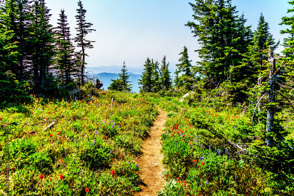 Fototapeta premium Hiking through alpine meadows with wild flowers on Juniper Ridge of Tod Mountain near the alpine village of Sun Peaks in the Shuswap Highlands of the central Okanagen in British Columbia, Canada