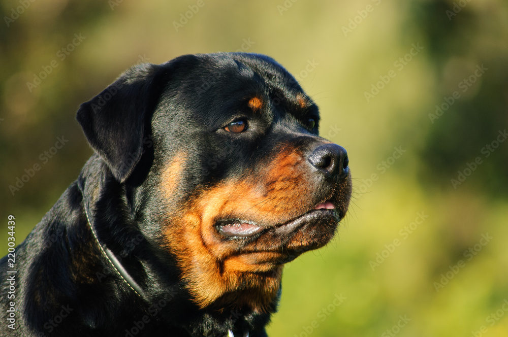 Rottweiler dog outdoor portrait head shot in nature