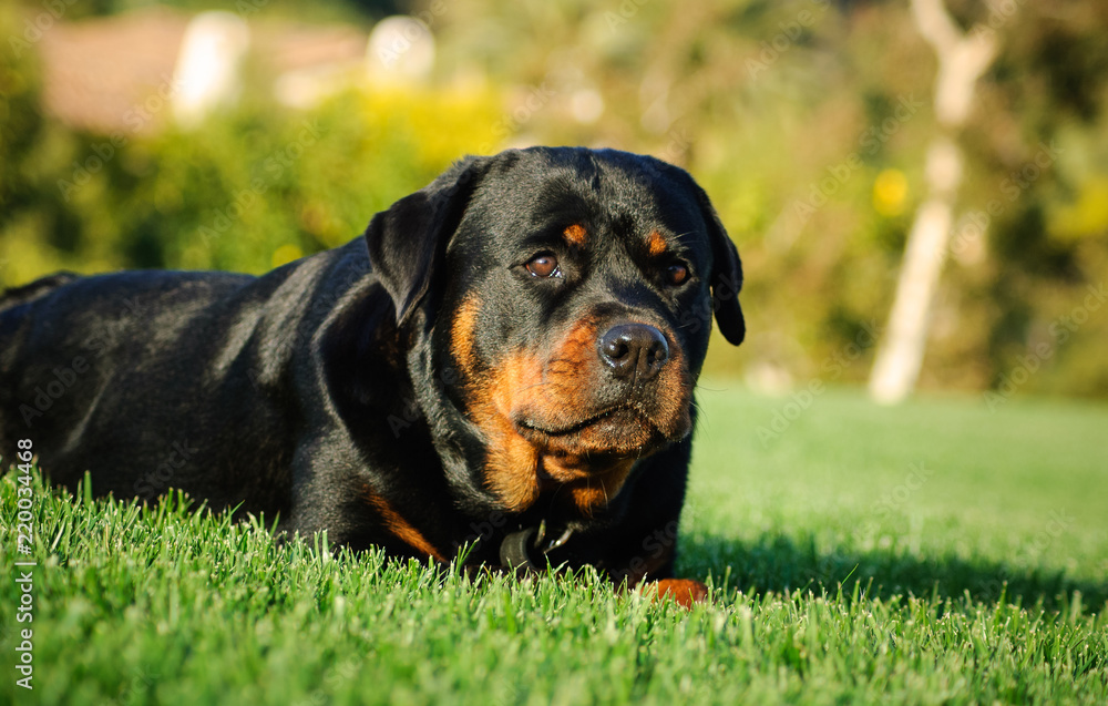 Rottweiler dog outdoor portrait lying down in green grass Rottweiler dog outdoor portrait lying down in green grass